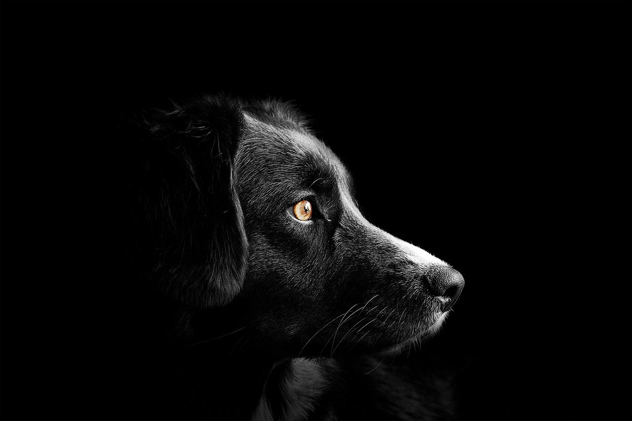 Mieux comprendre les besoins de mon chien