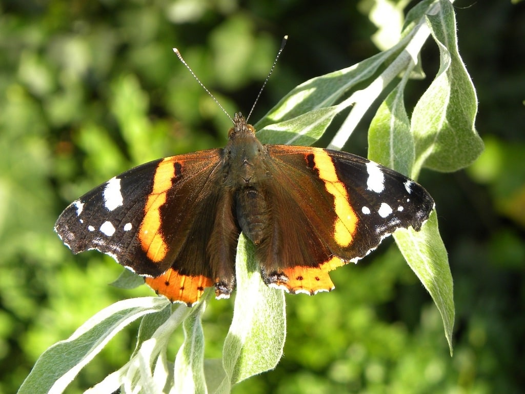 Attirer la faune dans votre jardin : abeilles et papillons