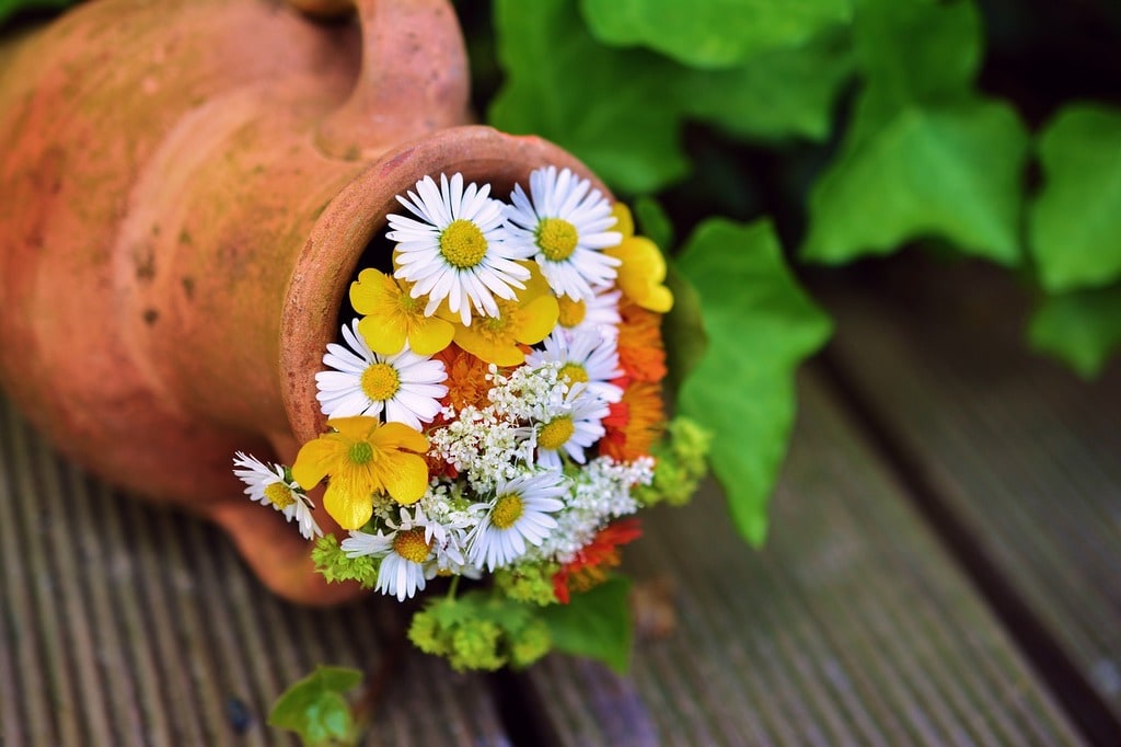 Des conseils essentiels pour maintenir votre jardin en santé toute l'année