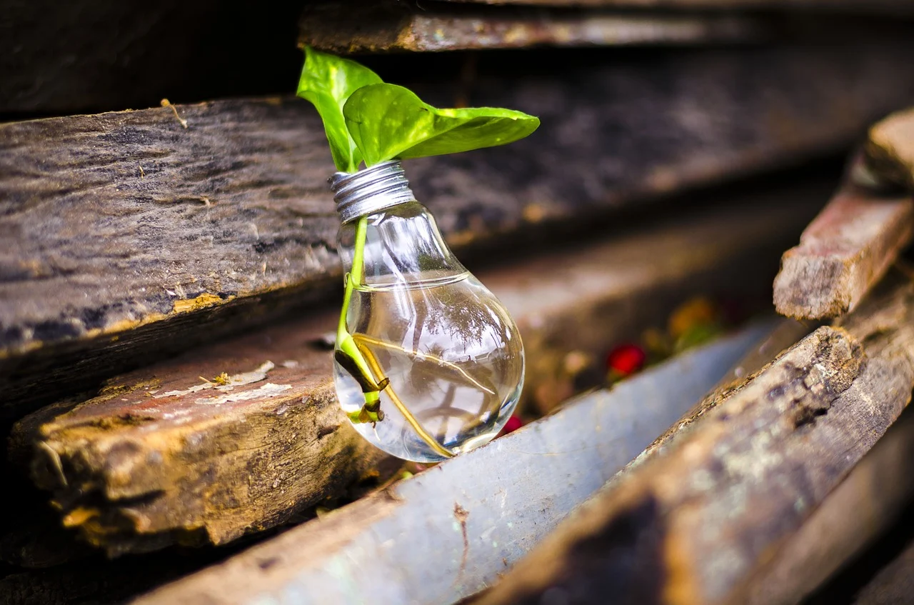 Développement durable : comment réduire son empreinte carbone