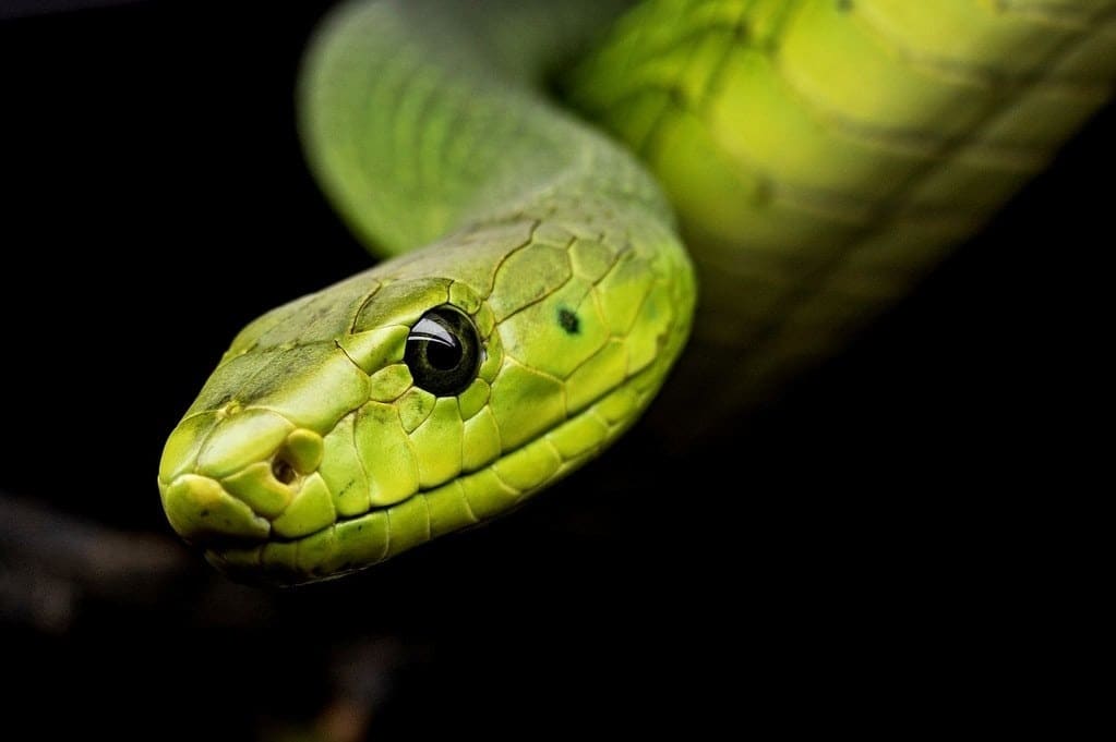 Les bases pour bien s'occuper de vos reptiles