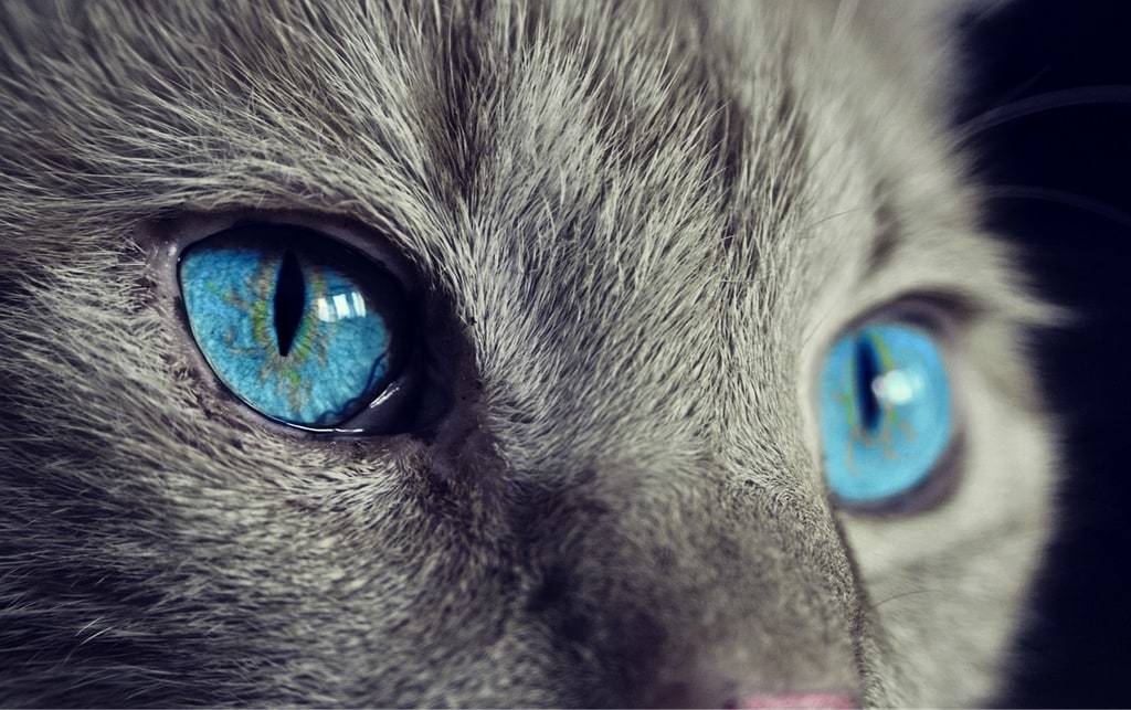 Découvrir les bienfaits des phéromones pour améliorer l'entente entre chats
