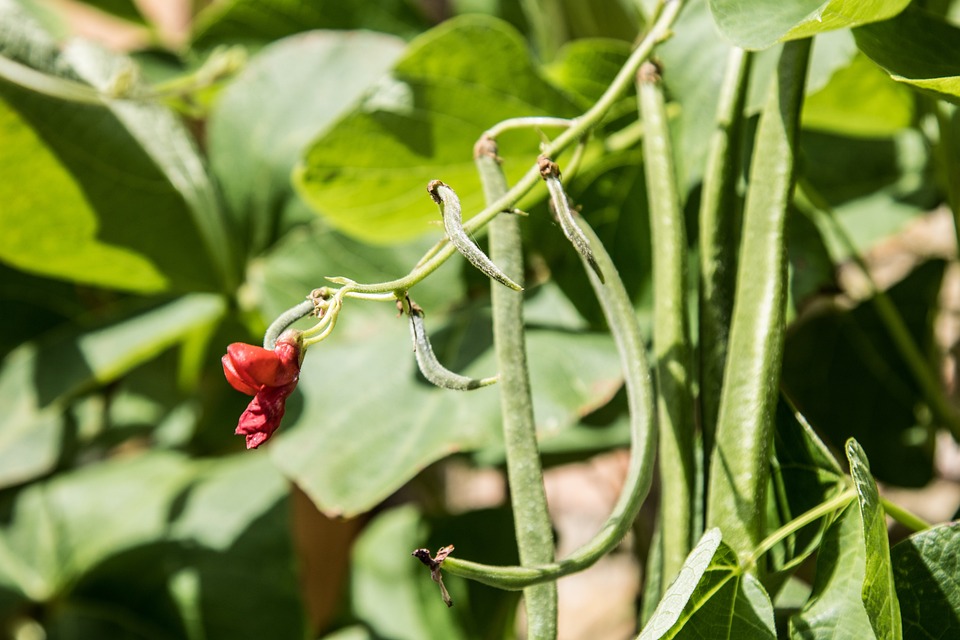 Favoriser un potager équilibré grâce aux associations de légumes