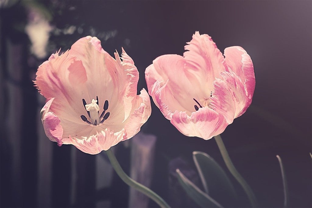 L'intérêt des plantes vivaces pour embellir un jardin durable
