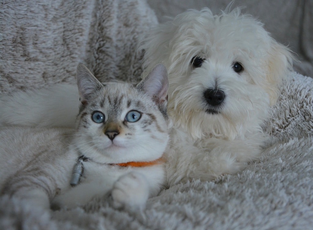 Comment gérer la digestion de votre chien ou chat ?