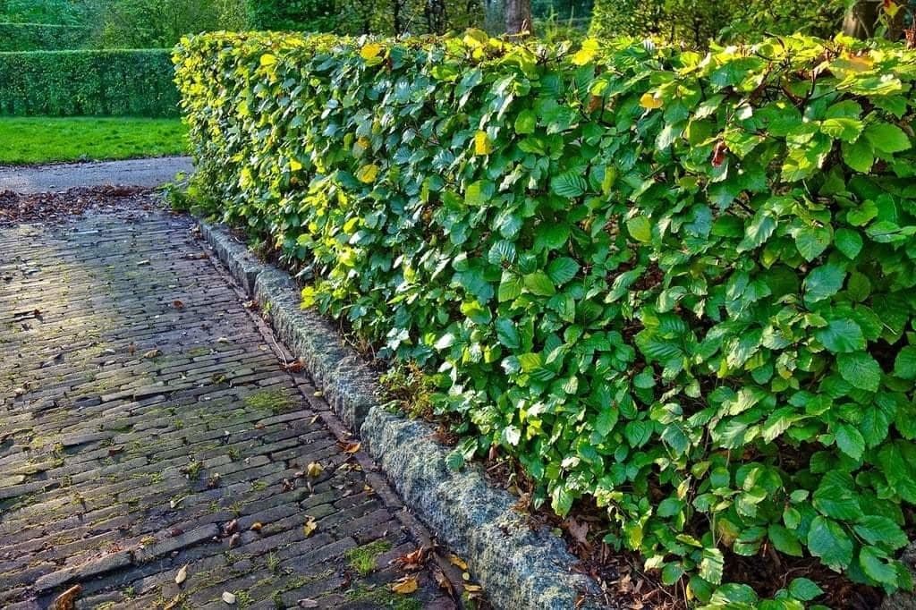 Aménagement de jardin par un paysagiste